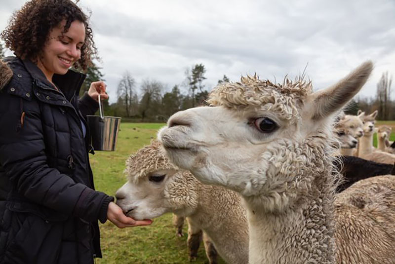 A person feeding alpacas