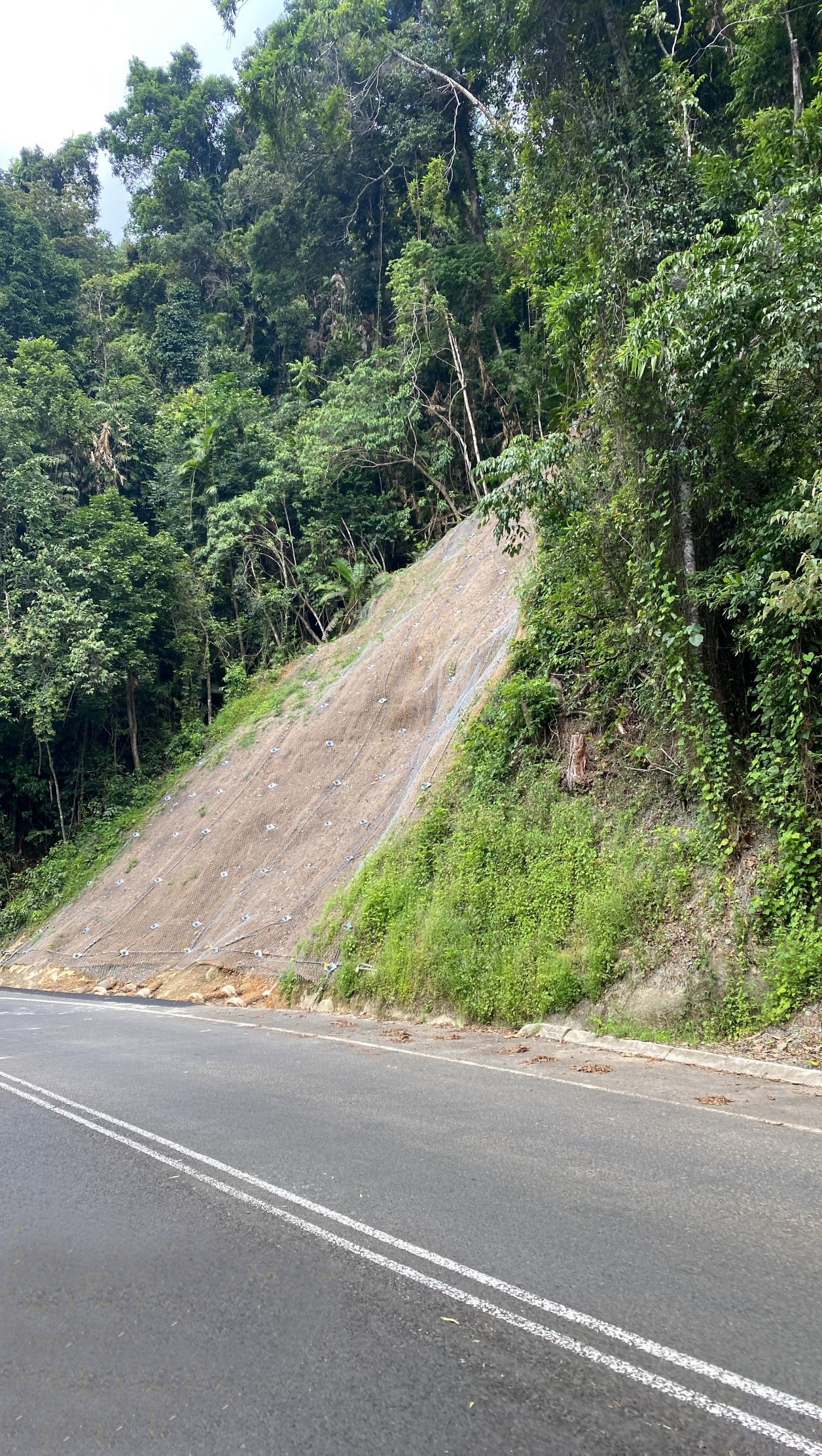 Slope on the right side of the road with trees going up the slope.