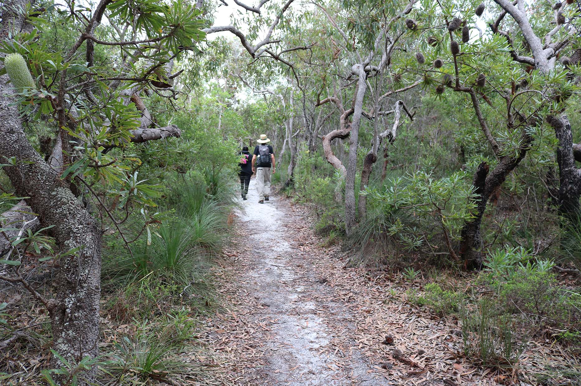 Along the Cooloola Great Walk 